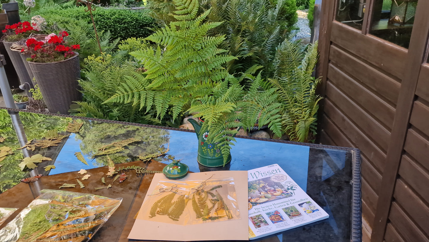 Handmade Farnblätter-Set für Journaling & Scrapbooking Handmade Fern Leaf Set for Botanical Journaling