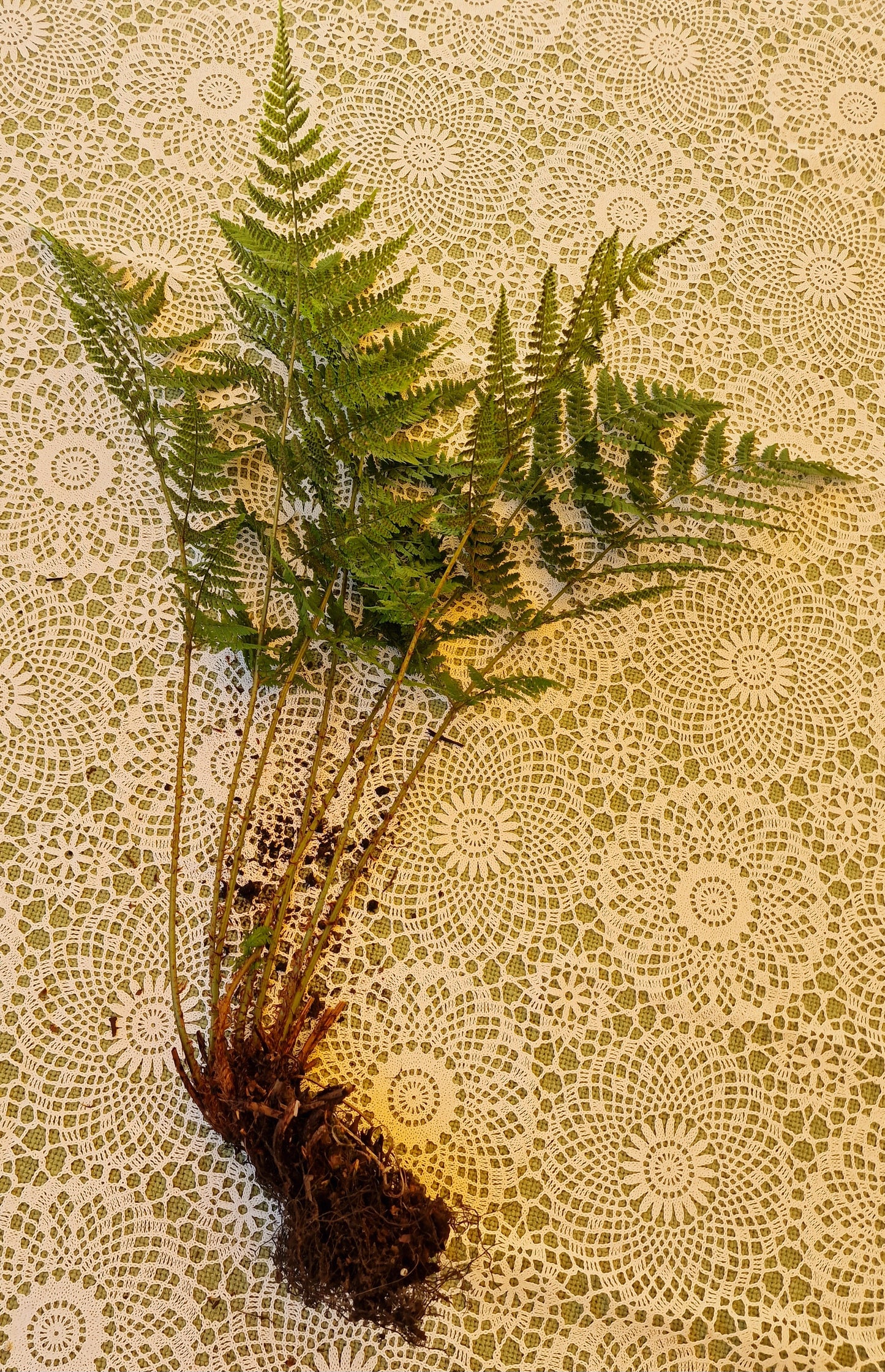 Handmade Farnblätter-Set für Journaling & Scrapbooking Handmade Fern Leaf Set for Botanical Journaling